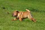 SHAR-PEI 982